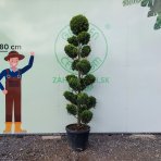 Cyprusovec leylandský (Cupressocyparis leylandii) ´CASTLEWELLAND GOLD´ - výška 200-240 cm, kont. C70L - BONSAJ